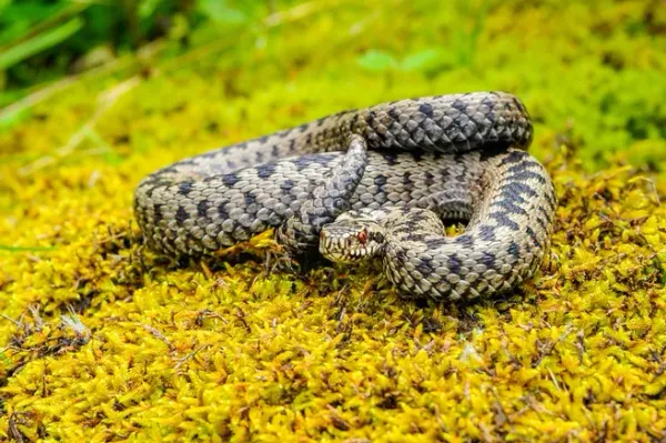 DIAGONALE / Les vipères ne tombent pas du ciel